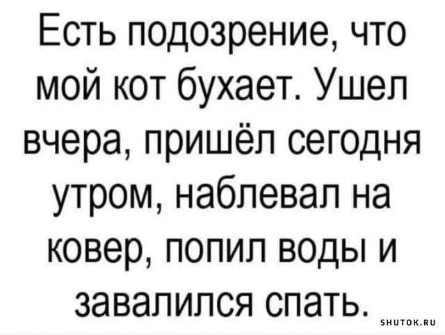 Есть подозрение что мой кот бухает Ушел вчера пришёл сегодня утром наблевал на ковер попил воды и завалился спать ииииииии