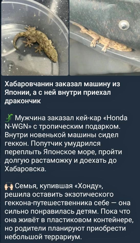 Хабаровчанин заказал машину из Японии а с ней внутри приехал дракончик Мужчина заказал кей кар Нопйа СМ с тропическим подарком Внутри новенькой машины сидел геккон Попутчик умудрился переплыть Японское море пройти долгую растаможку и доехать до Хабаровска Семья купившая Хонду решила оставить экзотического геккона путешественника себе она сильно понравилась детям Пока что она живёт в пластиковом ко