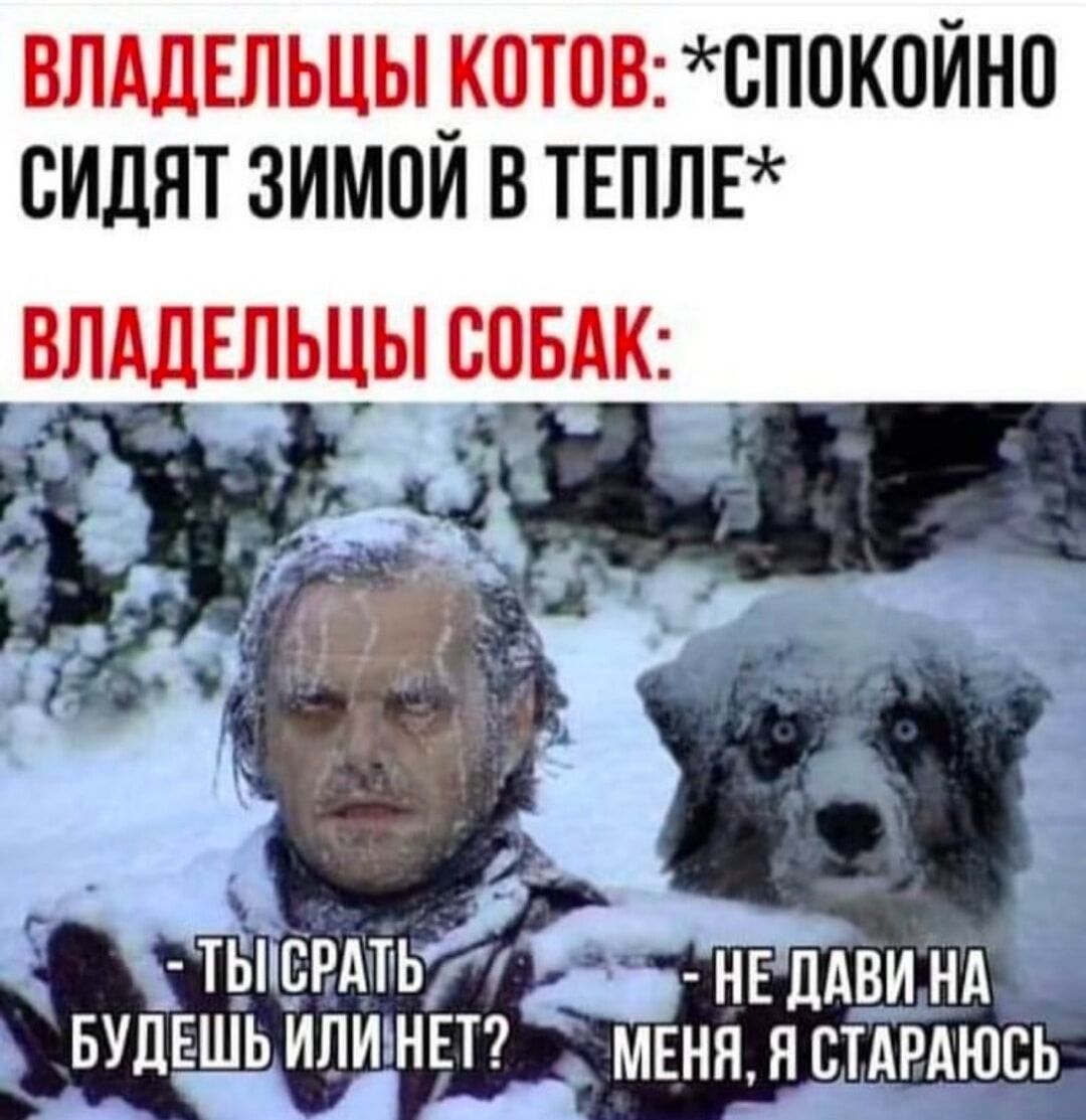 ВЛАДЕЛЬЦЫ КОТОВ СПОКОЙНО СИДЯТ ЗИМОЙ В ТЕПЛЕ ВЛАДЕЛЬЦЫ СОБАК _ СРАТЬ БУЦЕШЬ ИПИНЕТ МЕНП НВТАРАЮСЬ
