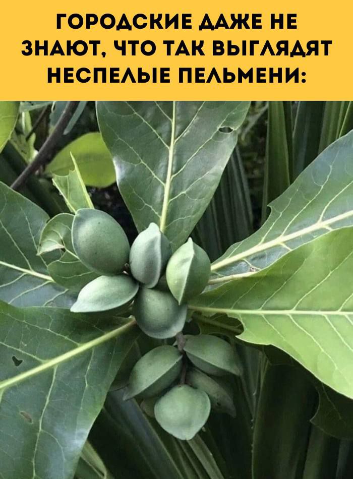 ГОРОДСКИЕ ДАЖЕ НЕ ЗНАЮТ ЧТО ТАК ВЫГЛЯДЯТ НЕСПЕЛЫЕ ПЕЛЬМЕНИ