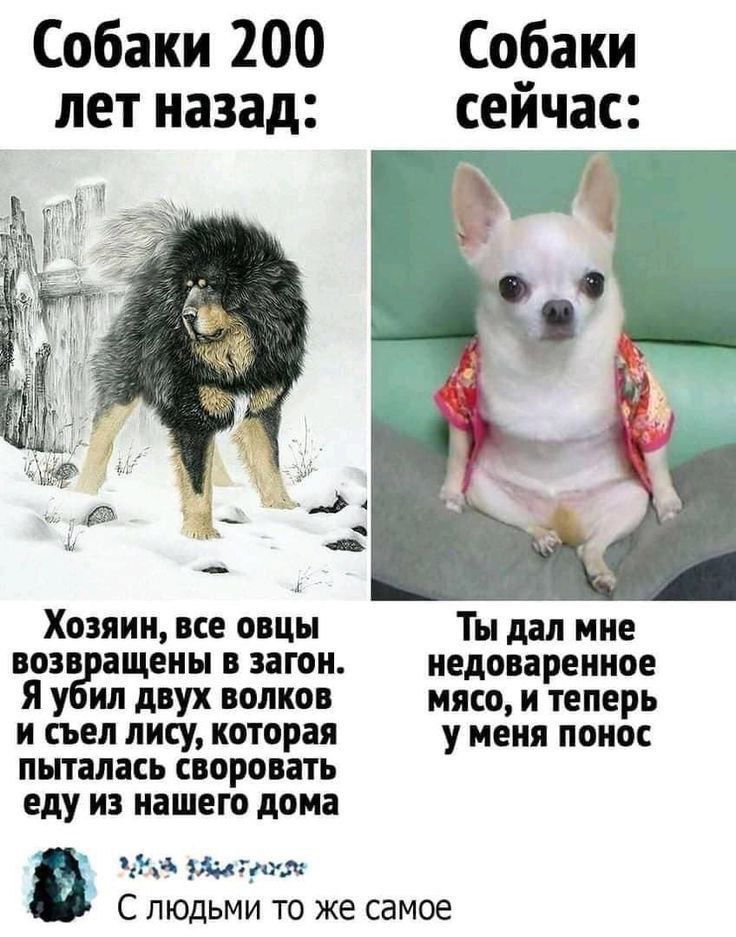 Собаки 200 лет назад Хозяин все овцы Ты дал мне возвращены в загон недоваренное Я убил двух волков мясо и теперь и съел лису которая у меня понос пыталась своровать еду из нашего дома ЗЦ ЗАа С людьми то же самое