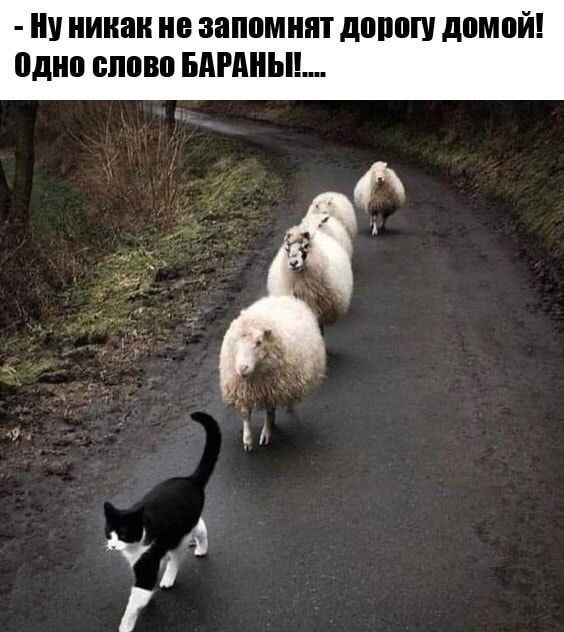 Ну никак не запомнят дорогу домой Одно слово БАРАНЫ Й 1