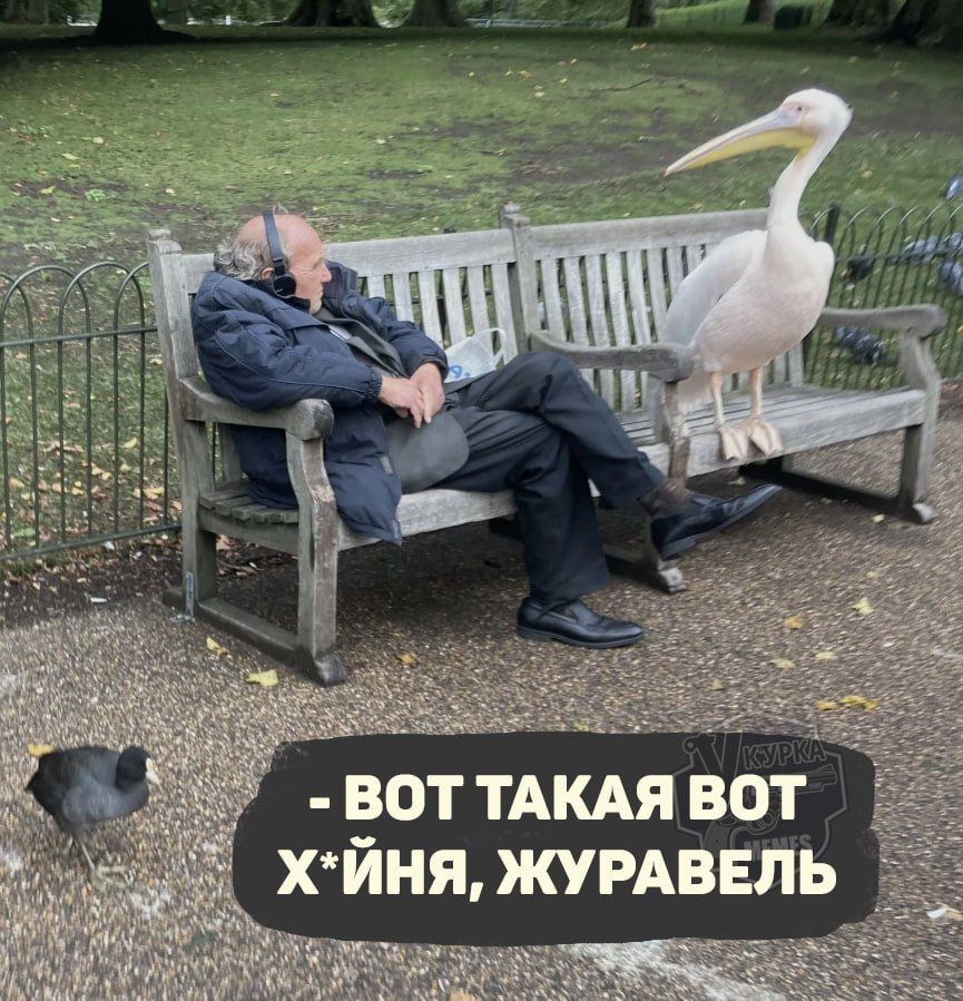 ВОТ ТАКАЯ ВОТ ХЙНЯ ЖУРАВЕЛЬ