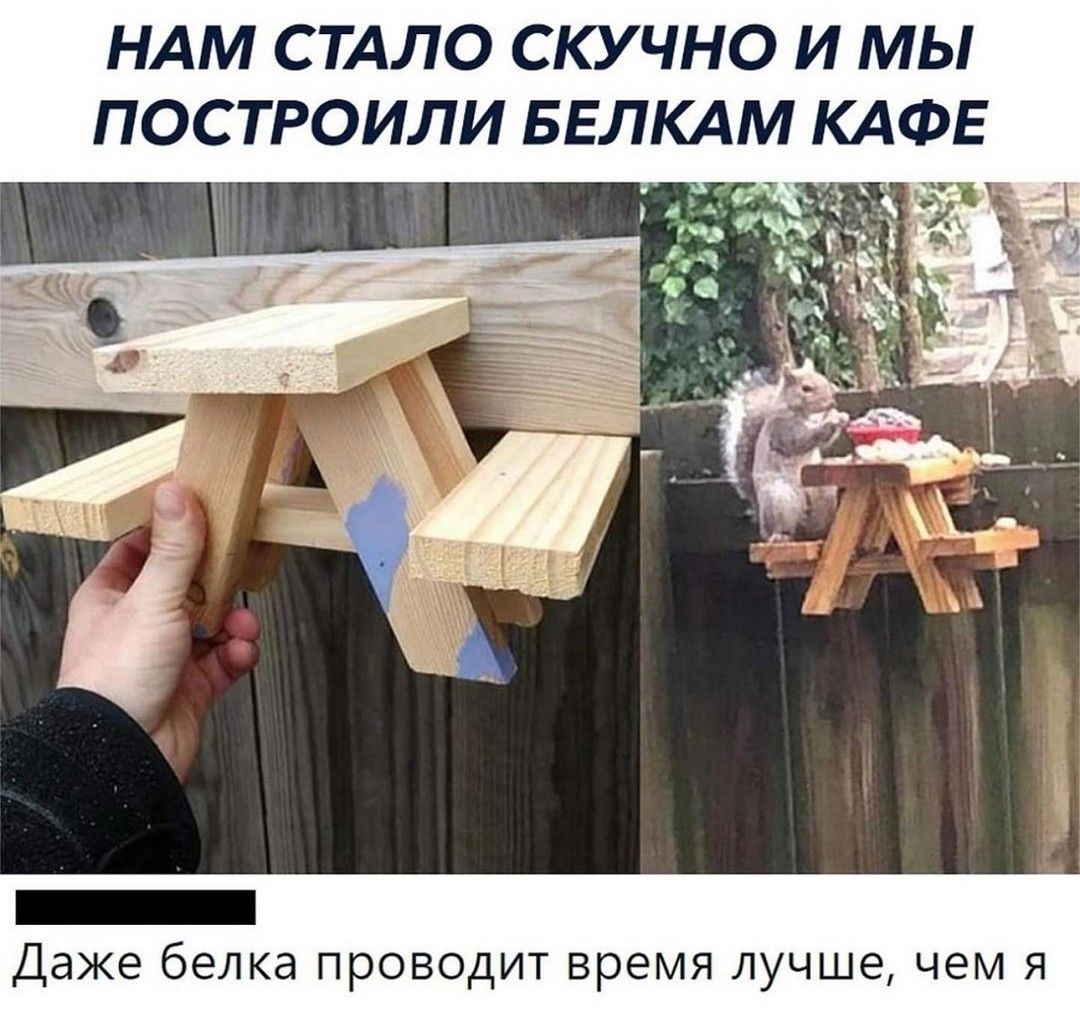 НАМ СТАЛО СКУЧНО И МЫ ПОСТРОИЛИ БЕЛКАМ КАФЕ о Даже белка проводит время лучше чем я