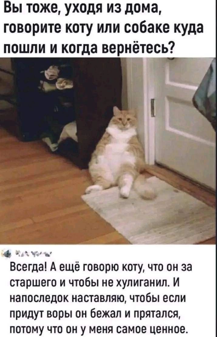 Вы тоже уходя из дома говорите коту или собаке куда пошли и когда вернётесь РУч Всегда А ещё говорю коту что он за старшего и чтобы не хулиганил И напоследок наставляю чтобы если придут воры он бежал и прятался потому что он у меня самое ценное