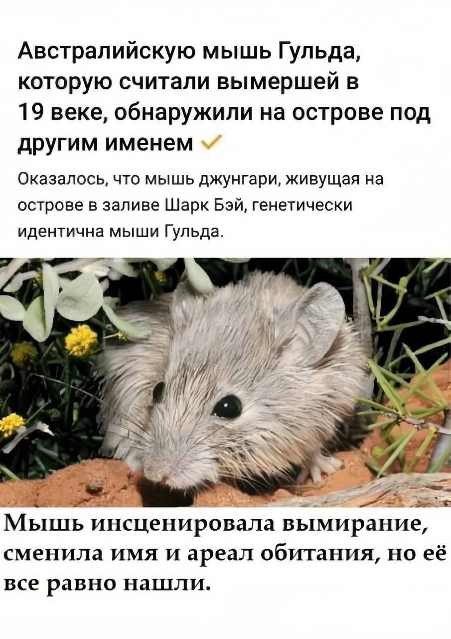 Австралийскую мышь Гульда которую считали вымершей в 19 веке обнаружили на острове под другим именем Оказалось что мышь джунгари живущая на острове в заливе Шарк Бэй генетически идентична мыши Гульда Мышь инсценировала вымирание сменила имя и ареал обитания но её все равно нашли
