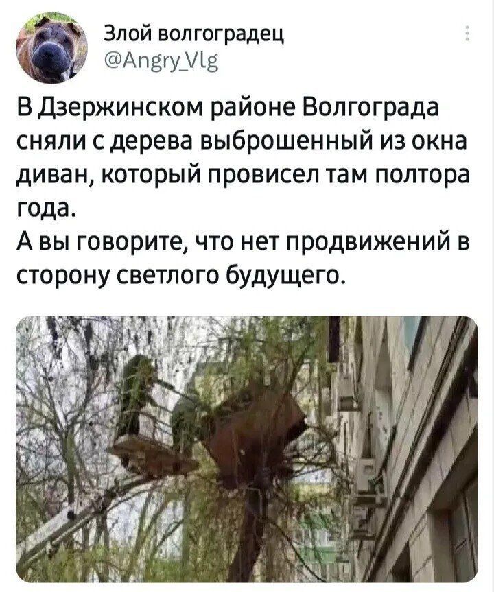 4 Злой волгоградец Апвгу В Дзержинском районе Волгограда сняли с дерева выброшенный из окна диван который провисел там полтора года Авы говорите что нет продвижений в сторону светлого будущего