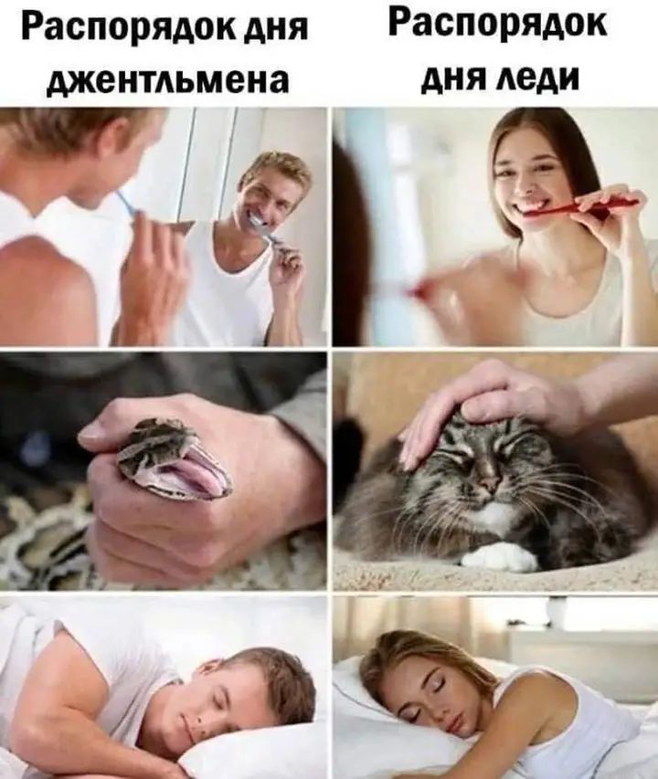 Распорядок дня Распорядок джентльмена дня леди т а ы