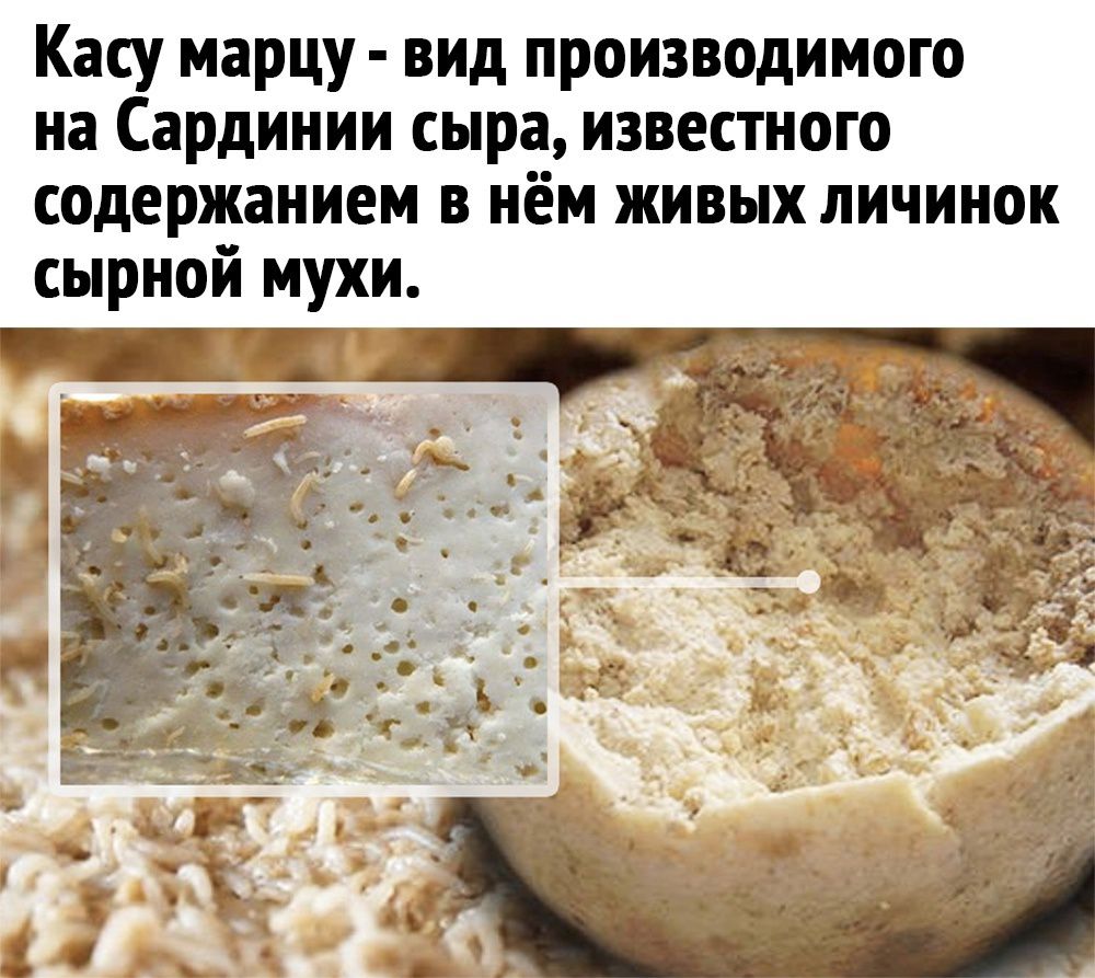 Касу марцу вид производимого на Сардинии сыра известного содержанием в нём живых личинок сырной мухи т