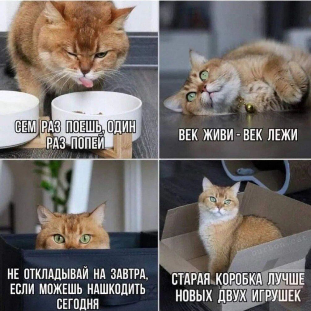 НЕ ОТКЛАДЫВАЙ НА ЗАВТРА ЕСЛИ МОЖЕШЬ НАШКОДИТЬ СЕГОДНЯ СТАРАЯКОРОБКАУЛУЧШЕ НОВЫХ ДВУЖФИТРУШЕК