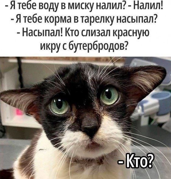 е воду в миску налил Налил Ятебе корма в тарелку насыпал Насыпал Кто слизал красную икру с бутербродов7