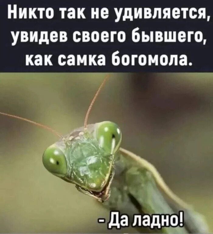 Никто так не удивляется увидев своего бывшего как самка богомола Да падъю_