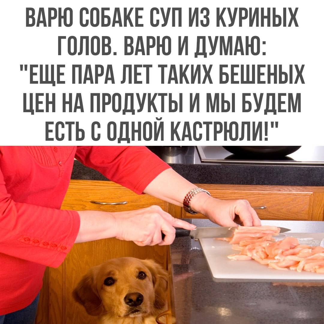 ВАРЮ СОБАКЕ СУП ИЗ КУРИНЫХ ГОЛОВ ВАРЮ И ДУМАЮ ЕЩЕ ПАРА ЛЕТ ТАКИХ БЕШЕНЫХ ЦЕН НА ПРОДУКТЫ И МЫ БУДЕМ ЕСТЬС ОДНОЙ КАСТРЮЛИ
