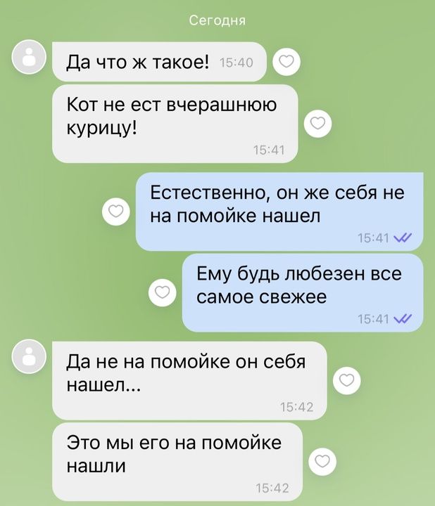 Да что ж такое Кот не ест вчерашнюю курицу Естественно он же себя не на помойке нашел м Ему будь любезен все самое свежее м Да не на помойке он себя нашел Это мы его на помойке нашли