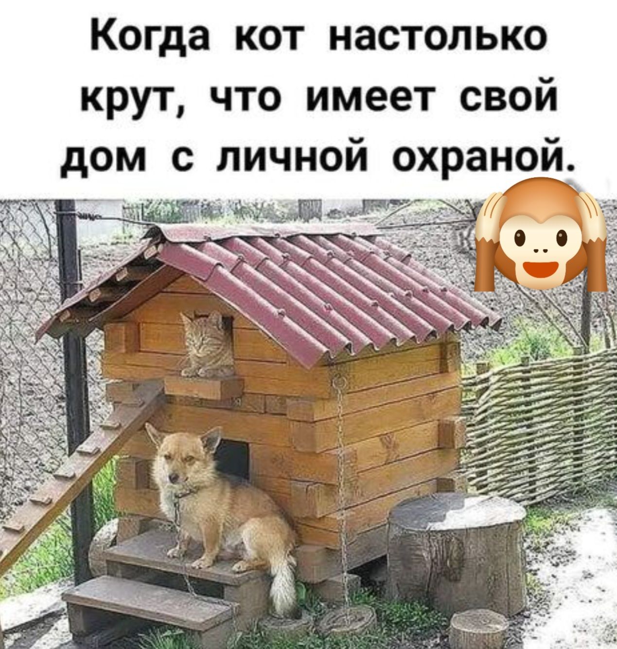 Когда кот настолько крут что имеет свой