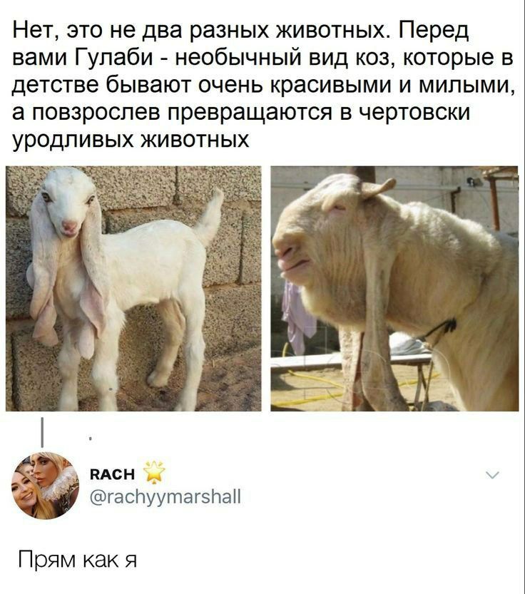 Нет это не два разных животных Перед вами Гулаби необычный вид коз которые в детстве бывают очень красивыми и милыми а повзрослев превращаются в чертовски уродливых животных вАсн гаснуутагеНа Прям как я