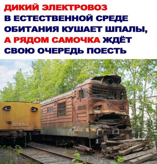 ДИКИЙ ЭЛЕКТРОВОЗ В ЕСТЕСТВЕННОЙ СРЕДЕ ОБИТАНИЯ КУШАЕТ ШПАЛЫ А РЯДОМ САМОЧКА ЖДЁТ СВОЮ ОЧЕРЕДЬ ПОЕСТЬ е