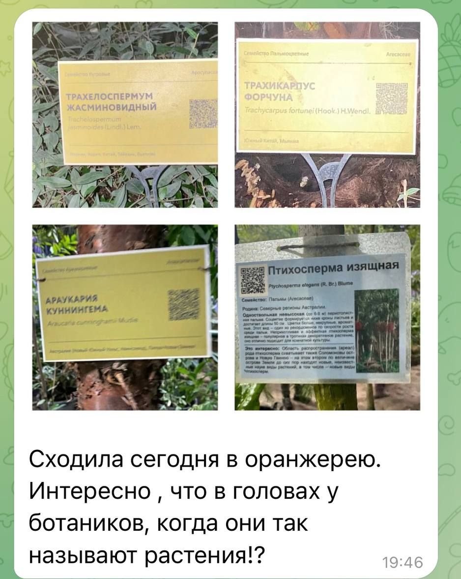 Сходила сегодня в оранжерею Интересно что в головах у ботаников когда они так называют растения