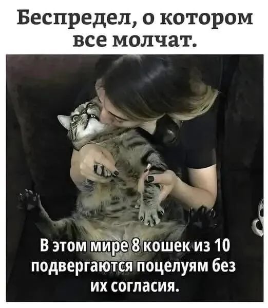 Беспредел о котором все молчат В этоммире8кошек из 10 подвергаютсятоцелуям без их согласия