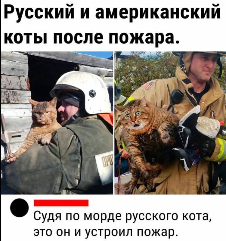 Русский и американский коты после пожара в й Судя по морде русского кота это он и устроил пожар