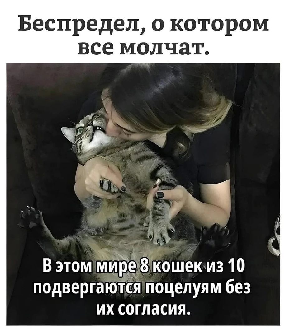 Беспредел о котором все молчат уу В этом мире 8кошек из 10 подвергаютсятоцелуям без их согласия