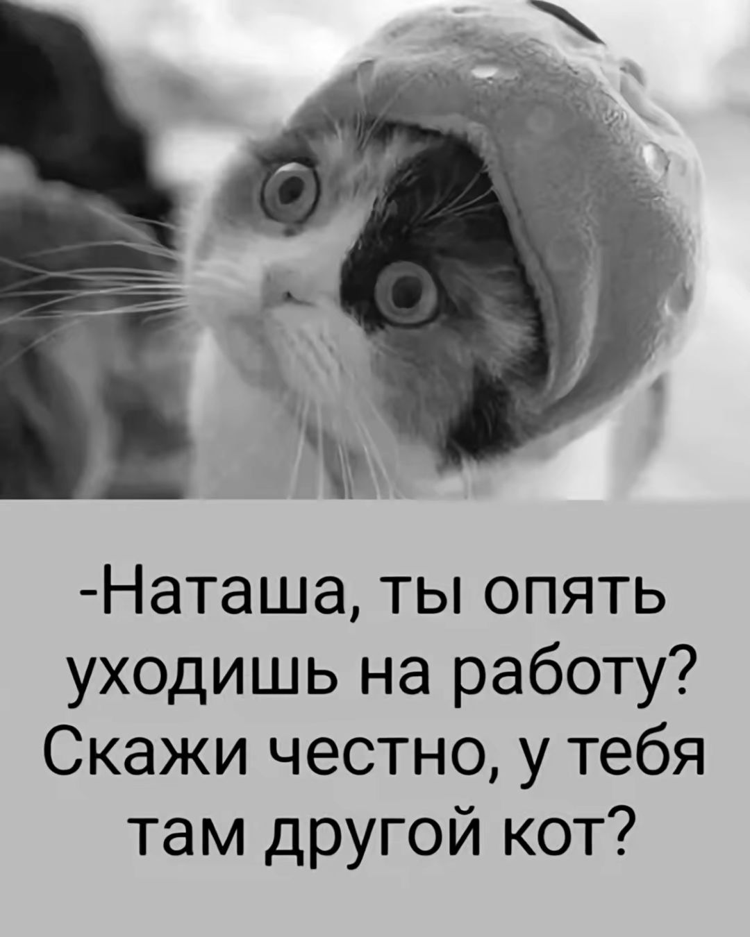 Наташа ты опять уходишь на работу Скажи честно у тебя там другой кот