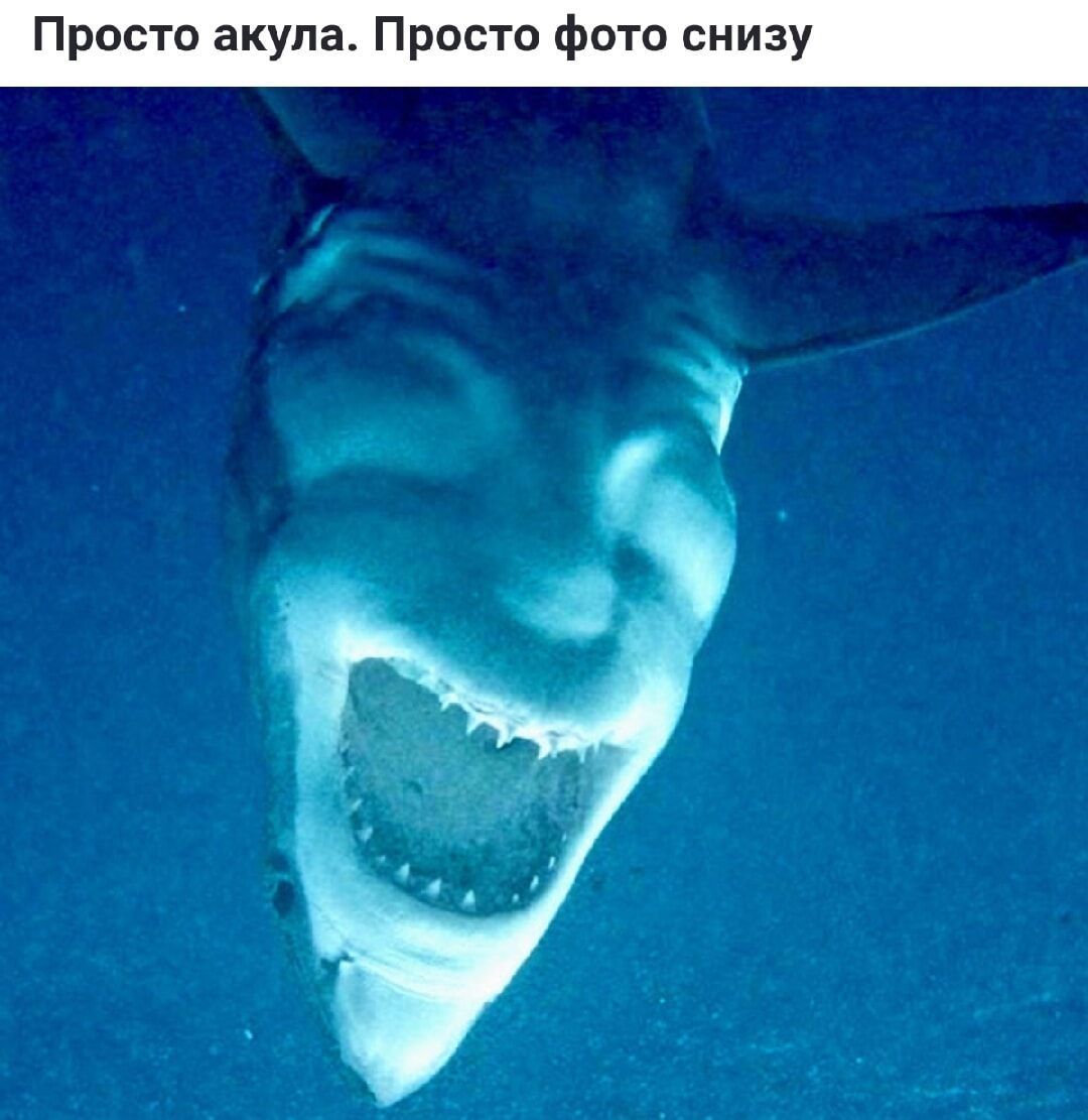 Просто акула Просто фото снизу