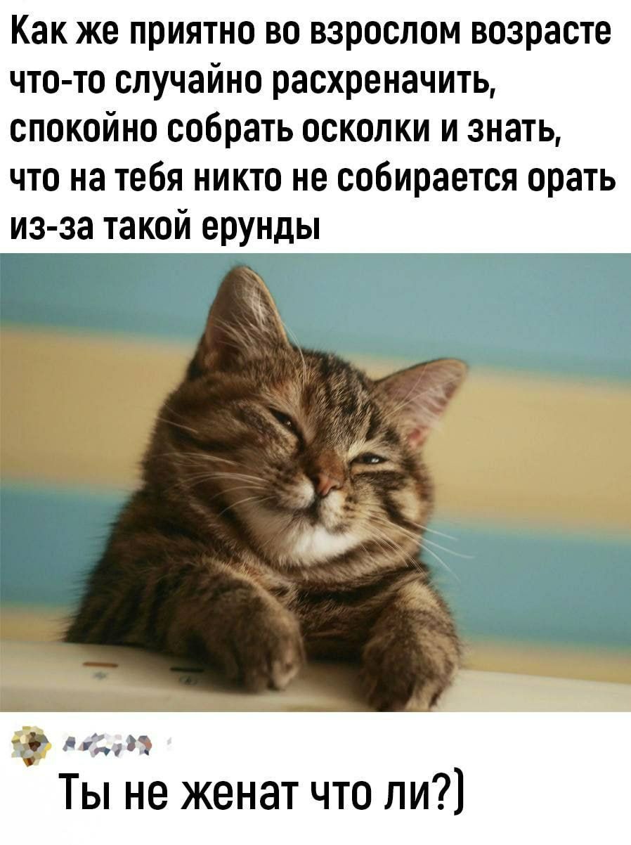 Как же приятно во взрослом возрасте что то случайно расхреначить спокойно собрать осколки и знать что на тебя никто не собирается орать из за такой ерунды 1 02 Ты не женат что ли