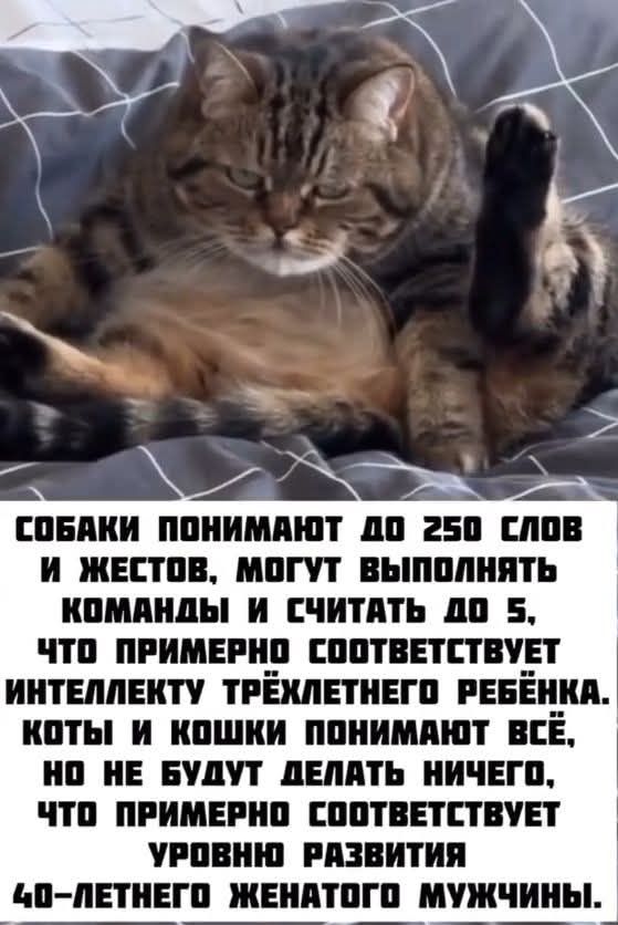 СОБАКИ ПОНИМАЮТ д0 250 СЛОВ И ЖЕСТОВ МОГУТ ВЫПОЛНЯТЬ КОМАНДЫ И СЧИТАТЬ д0 5 ЧТО ПРИМЕРНО СООТВЕТСТВУЕТ ИНТЕЛЛЕКТУ ТРЕХЛЕТНЕГО РЕБЕНКА КОТЫ И КОШКИ ПОНИМАЮТ ВСЁ НО НЕ БУДУТ ДЕЛАТЬ НИЧЕГО ЧТО ПРИМЕРНО СООТВЕТСТВУЕТ УРОВНЮ РАЗВИТИЯ 0 ЛЕТНЕГО ЖЕНАТОГО МУЖЧИНЫ