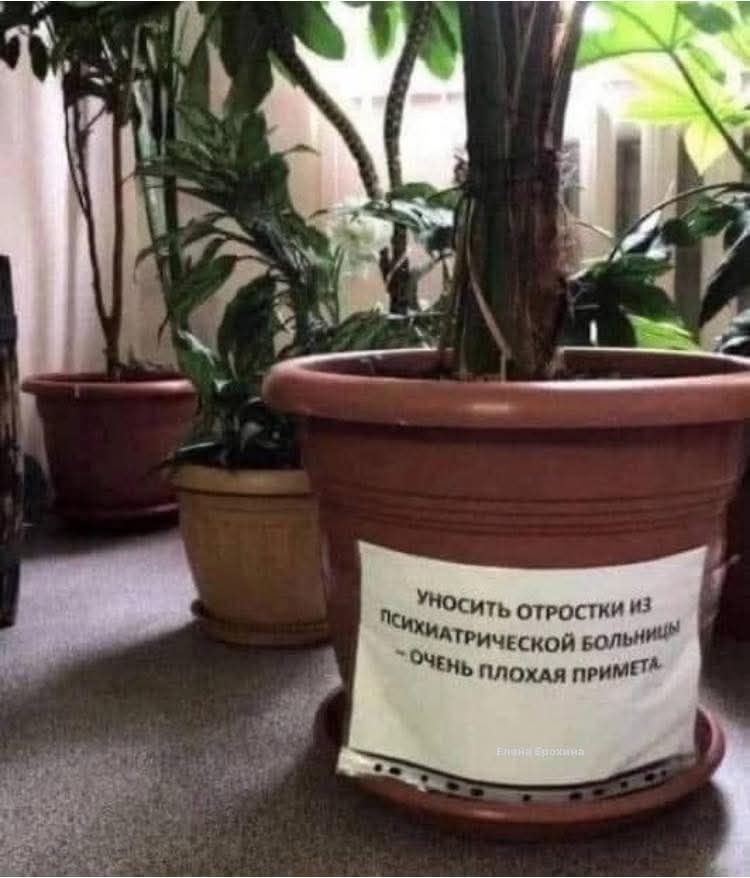 Уносить отРОСТки и3 МКИАТРИЧЕСКОЙ БОЛЬНИФ ЕНЬ ПЛОХАЯ ПРИМЕТА