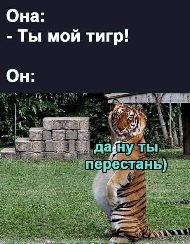 Она Ты мой тигр Он