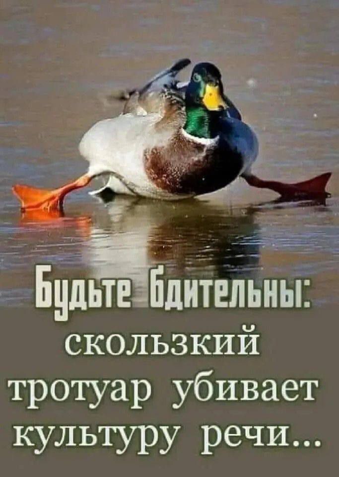 Бцдьітнэіідитвльньп СКОЛЬЗКИЙ тротуар убивает культуру речи