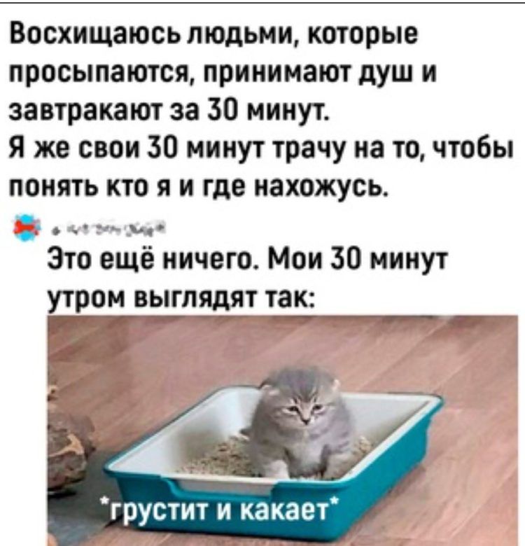 Восхищаюсь людьми которые просыпаются принимают душ и завтракают за 30 минут Я же свои 30 минут трачу на то чтобы понять кто я и где нахожусь лтенкаа ё ы Это ещё ничего Мои 30 минут утром выглядят так Р грустит и какает