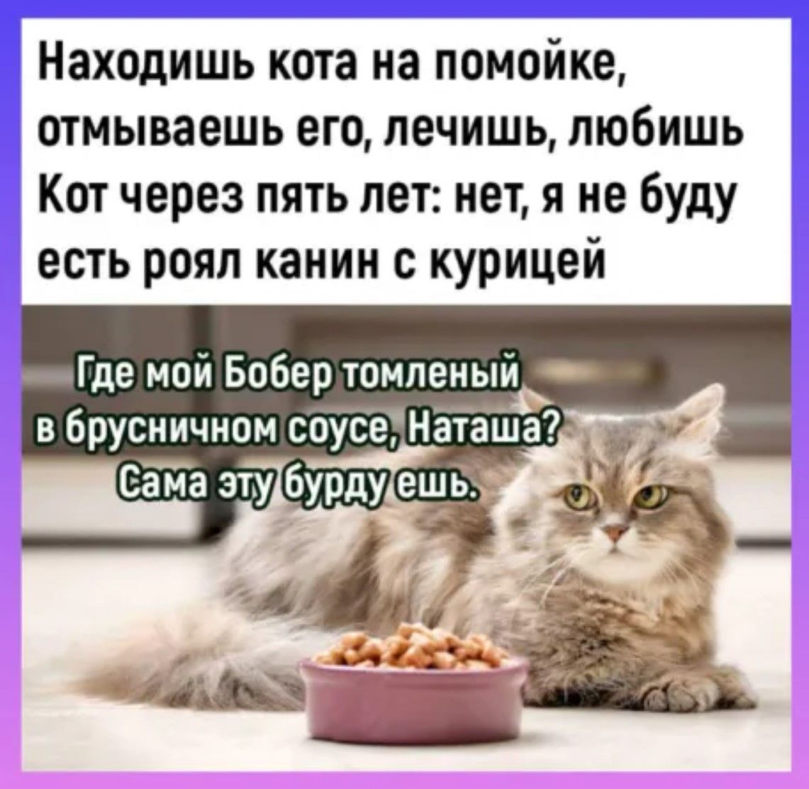 Находишь кота на помойке отмываешь его лечишь любишь Кот через пять лет нет я не буду есть роял канин с курицей Где мой Бобер томлен в брусничном соусе Ната РУ усеДна