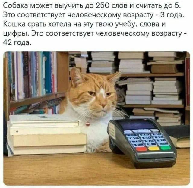 Собака может выучить до 250 слов и считать до 5 Это соответствует человеческому возрасту 3 года Кошка срать хотела на эту твою учебу слова и цифры Это соответствует человеческому возрасту 42 года