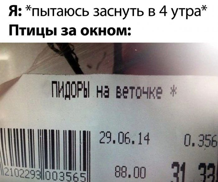 Я пытаюсь заснуть в 4 утра Птицы за окном У ПИОРЫ на веточке ЦЦ 2а 003565