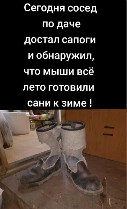 Сегодня сосед по даче РоТеТея К д Кот 1иГе в и обнаружил что мыши всё ПГ экей ке ко 1 _сани к зиме