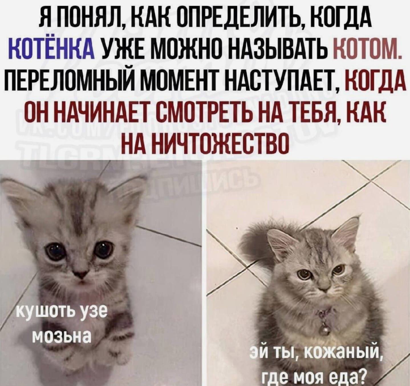 Я ПОНЯЛ КАК ОПРЕДЕЛИТЬ КОГДА КОТЕНКА УЖЕ МОЖНО НАЗЫВАТЬ КОТОМ ПЕРЕЛОМНЫЙ МОМЕНТ НАСТУПАЕТ КОГДА ОН НАЧИНАЕТ СМОТРЕТЬ НА ТЕБЯ КАК НА НИЧТОЖЕСТВО шоть узе мозьна