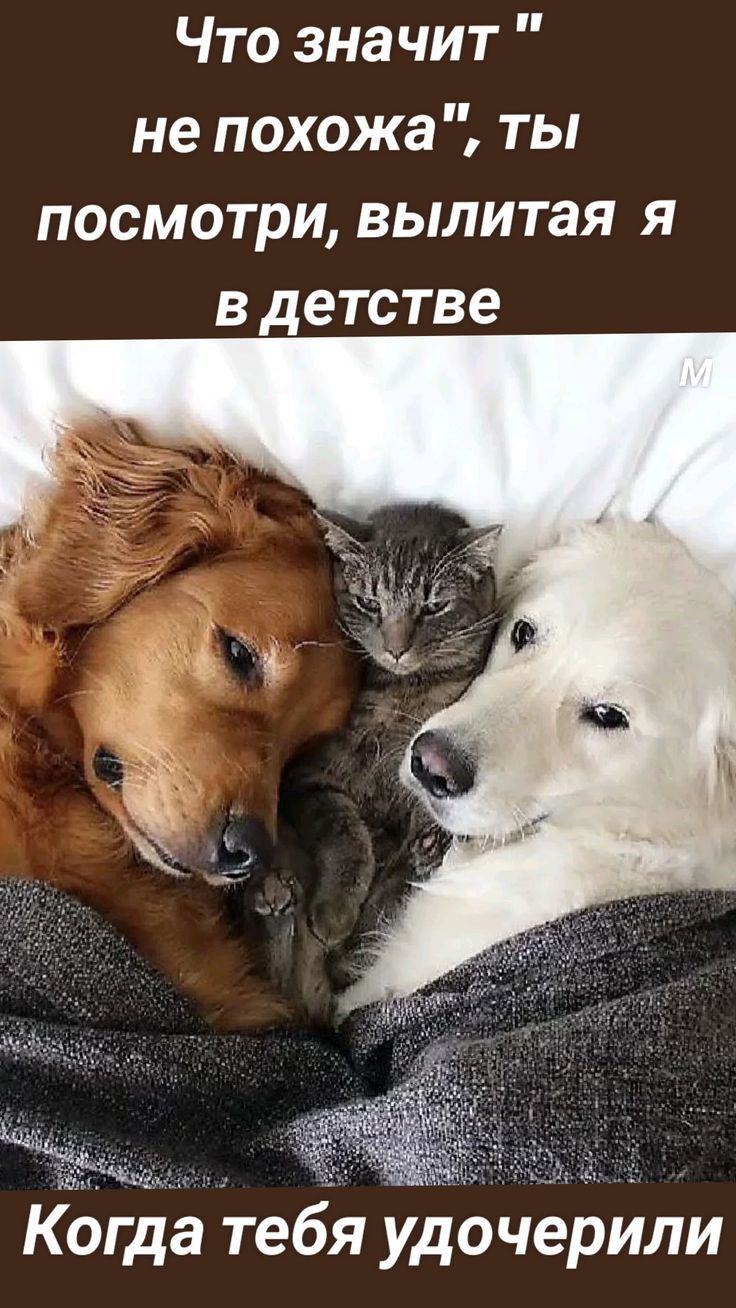 Что значит не похожа ты посмотри вылитая я в детстве Когдё тебя удочерили