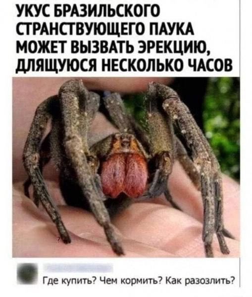 УКУС БРАЗИЛЬСКОГО СТРАНСТВУЮЩЕГО ПАУКА МОЖЕТ ВЫЗВАТЬ ЭРЕКЦИЮ ДЛЯЩУЮСЯ НЕСКОЛЬКО ЧАСОВ Где купить Чем кормить Как разозлить