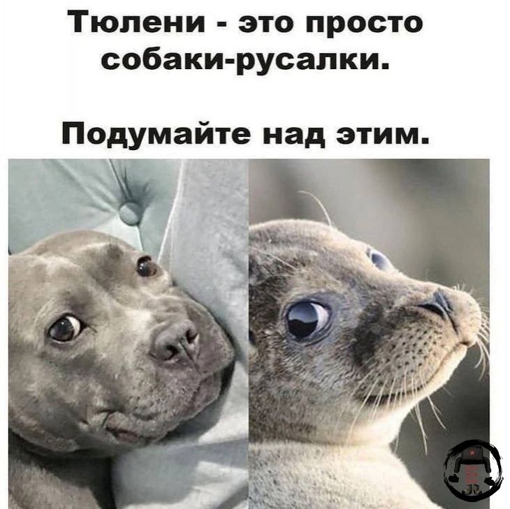 Тюлени это просто собаки русалки Подумайте над этим