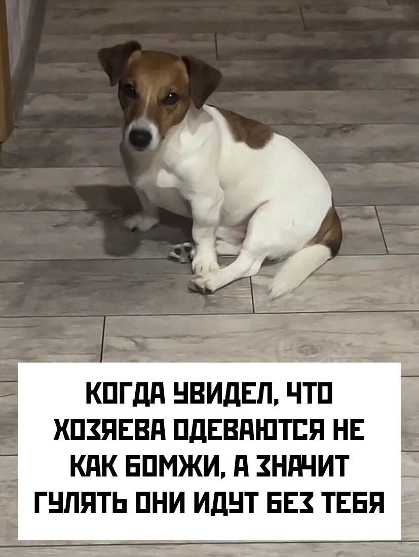 КОГДА ЧВИДЕЛ ЧТО ХОЗЯЕВА ОДЕВАЮТСЯ НЕ КАК БОМЖИ А ХНАЧИТ ГУЛЯТЬ ОНИ ИДУТ БЕХ ТЕБЯ