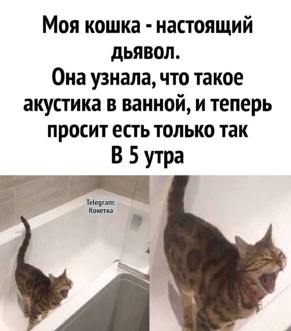 Моя кошка настоящий дьЯвВоЛ Она узнала что такое акустика в ванной и теперь просит есть только так В 5 утра
