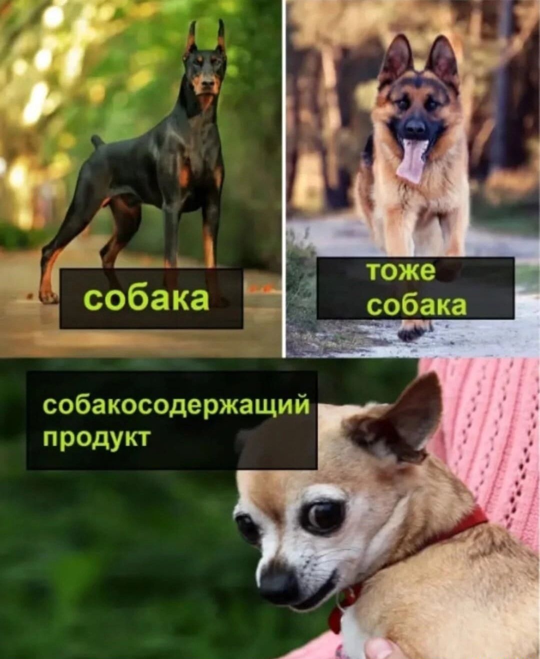собакосодерж продукт