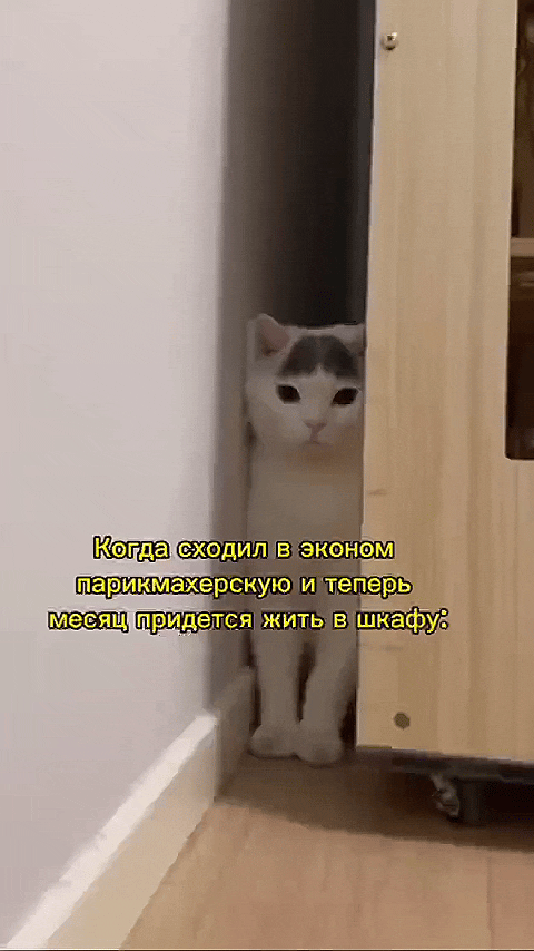 КотдаксходилВ ЭКОНОМ парикмахерскую и теперы месящиридется жить в шкафу