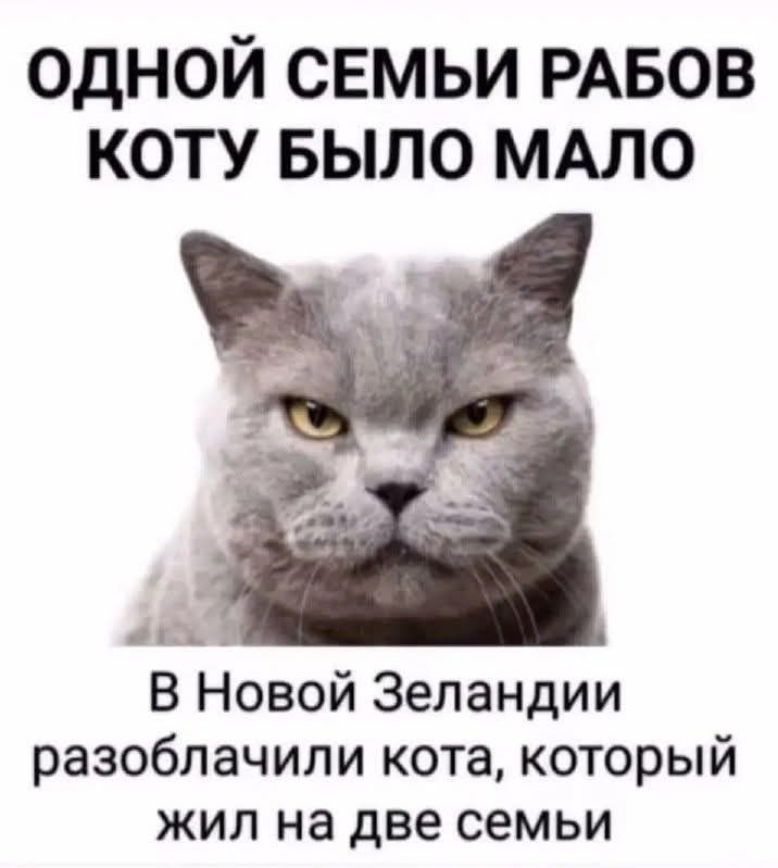 ОДНОЙ СЕМЬИ РАБОВ КОТУ БЫЛО МАЛО ех я В Новой Зеландии разоблачили кота который жил на две семьи
