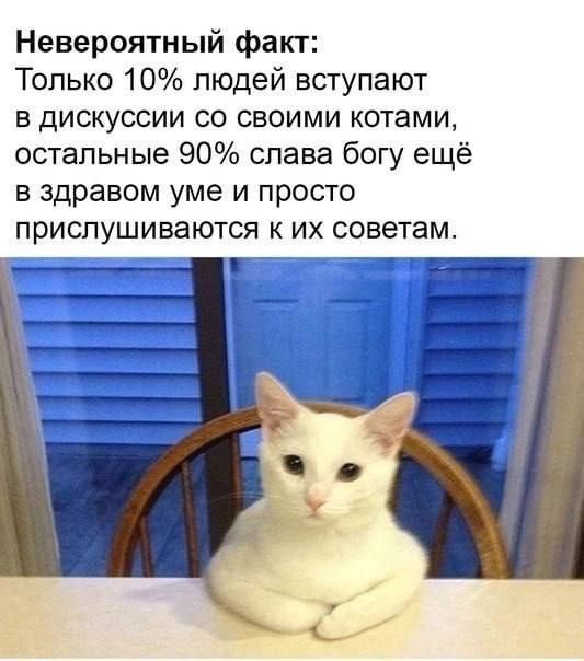 Невероятный факт Только 10 людей вступают в дискуссии со своими котами остальные 90 слава богу ещё в здравом уме и просто прислушиваются к их советам Ва чи8 Г