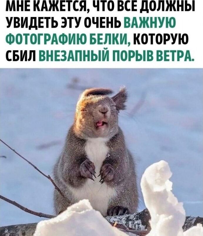 МЕ КАЖЕТСЯ ЧТО ВСЕ ДОЛЖНЫ УВИДЕТЬ ЭТУ ОЧЕНЬ ВАЖНУЮ ФОТОГРАФИЮ БЕЛКИ КОТОРУЮ СБИЛ ВНЕЗАПНЫЙ ПОРЫВ ВЕТРА