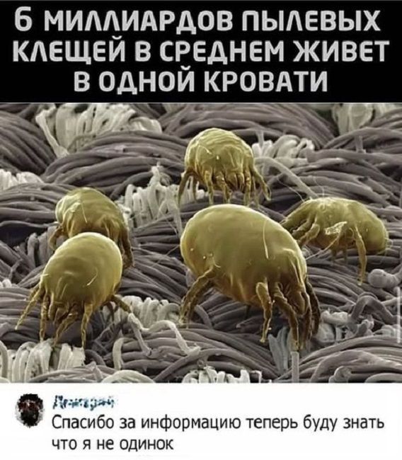 6 МИЛЛИАРДОВ ПЫЛЕВЫХ КЛЕЩЕЙ В СРЕДНЕМ ЖИВЕТ В ОдНОй КРОВАТИ Спасибо за информацию теперь буду знать что я не одинок