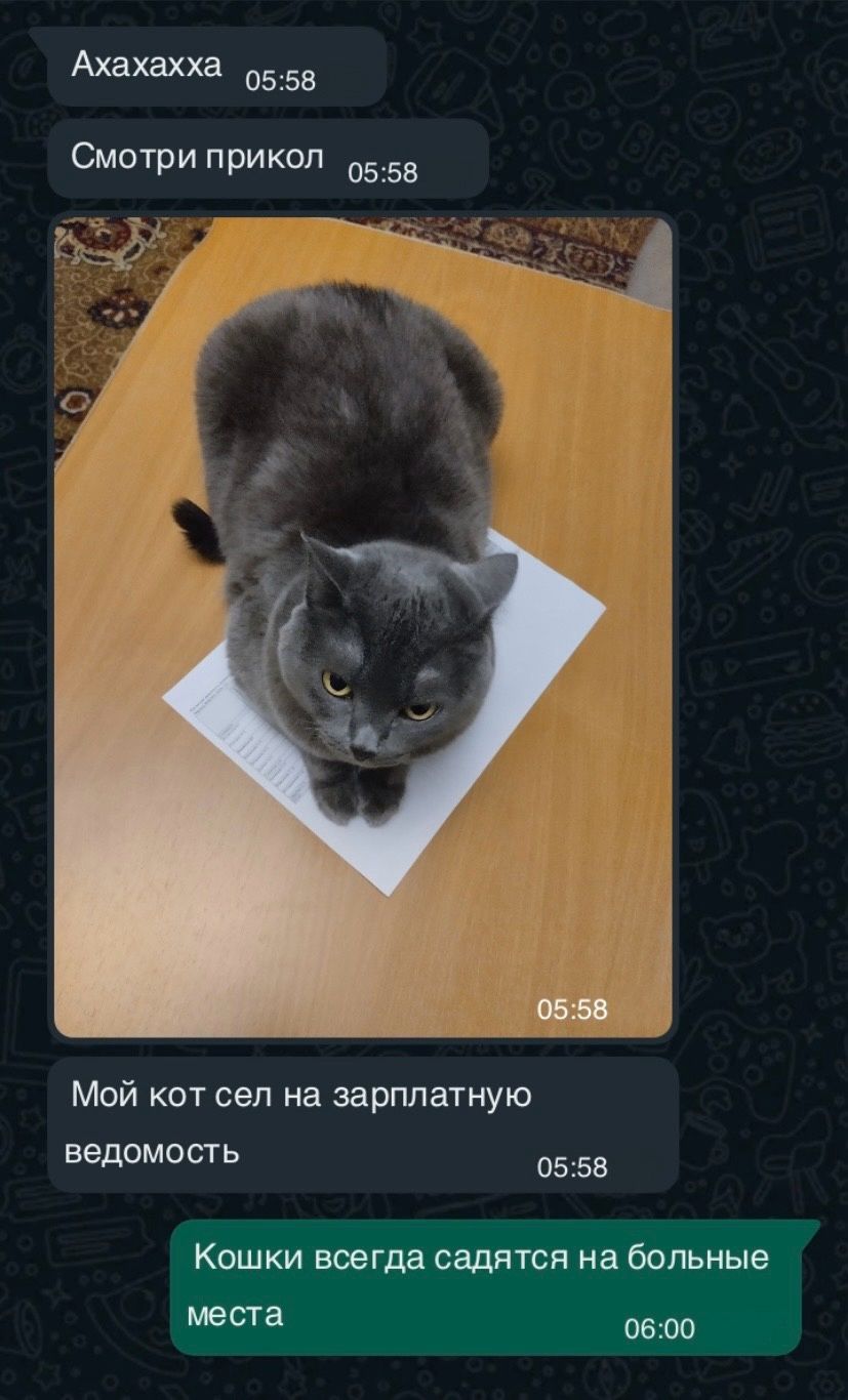 Ахахахха о558 Смотри прикол 558 Мой кот сел на зарплатную ведомость 0558 Кошки всегда садятся на больные места о6